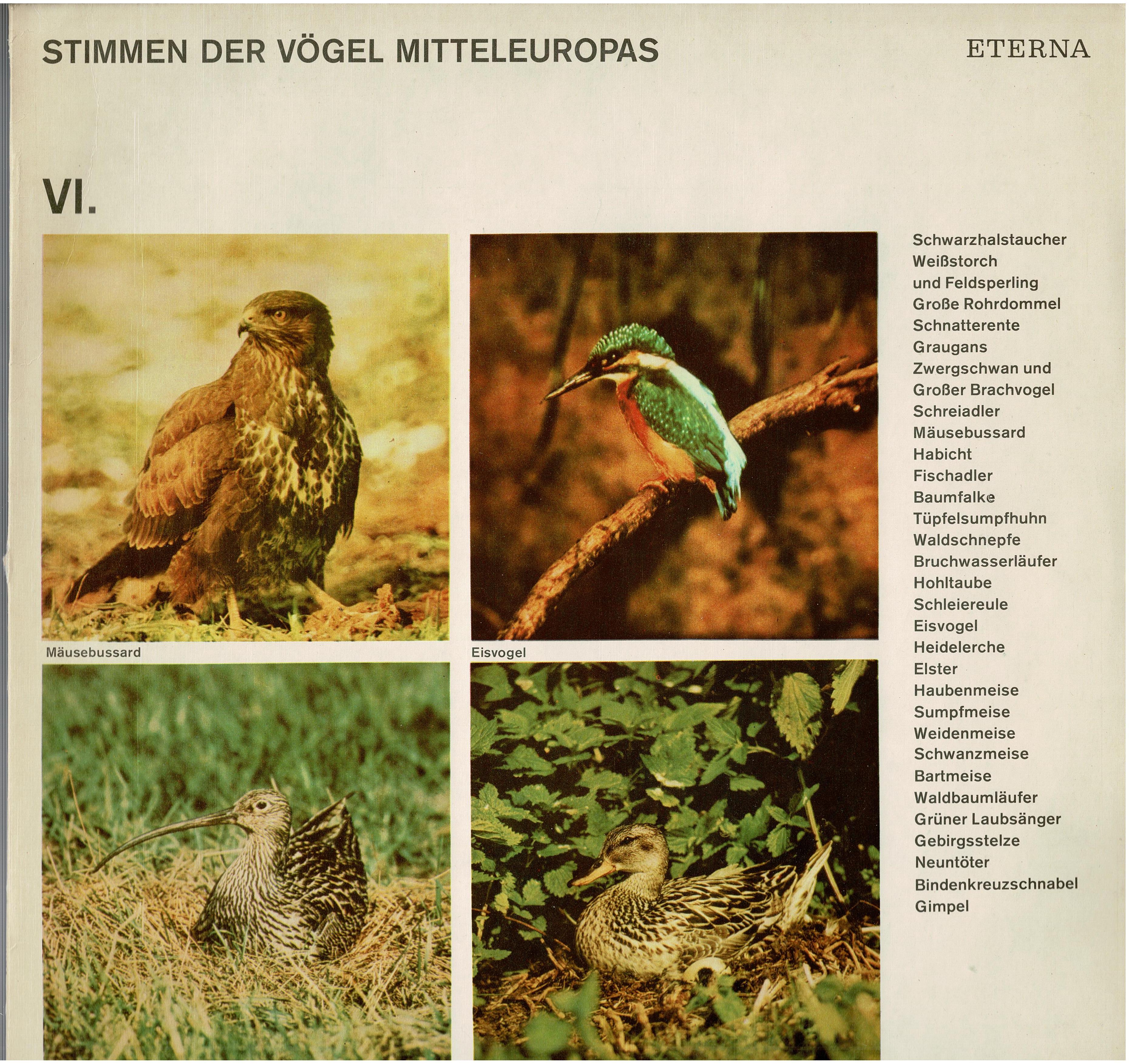 No Artist • Stimmen der Vögel Mitteleuropas - VI.