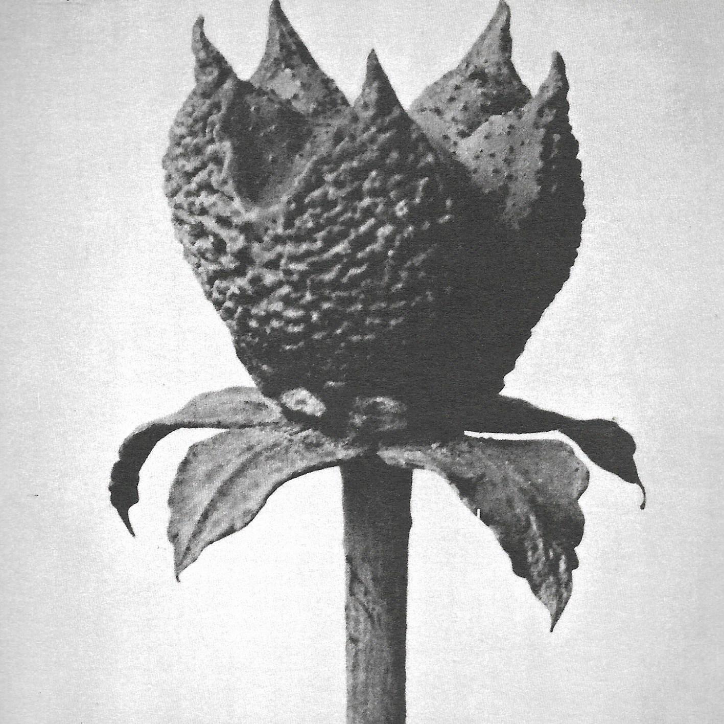 Masayoshi Fujita • Book Of Life